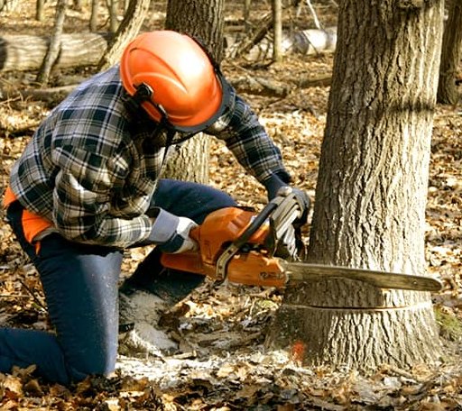 Tree Removal in New Gloucester, ME